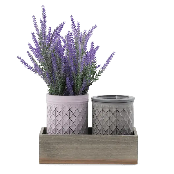 Scentsy July 2024 Warmer of the Month - Lavender Bouquet + Provence Lavender